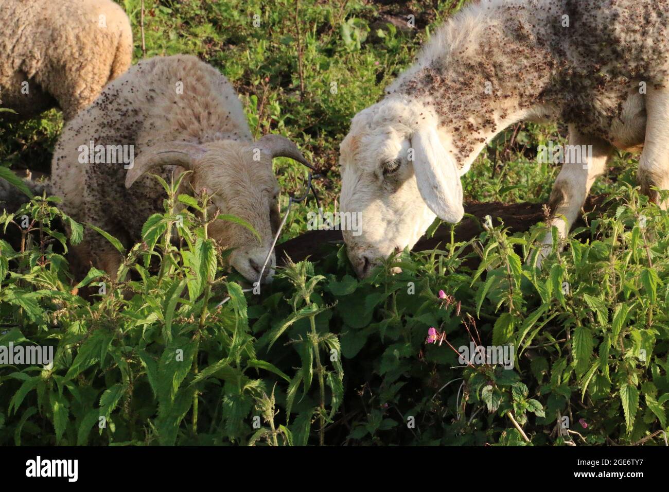 Nahaufnahme wunderschöne Lamm essen in Farm Stockfoto