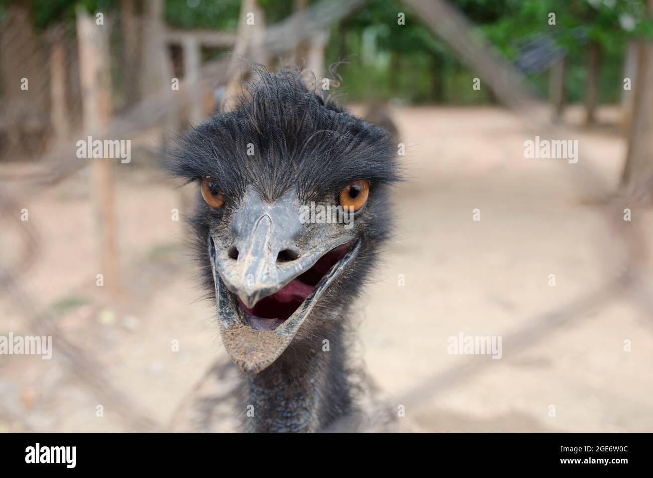 Eine wwu bei einer emu-Zuchtfirma. Stockfoto