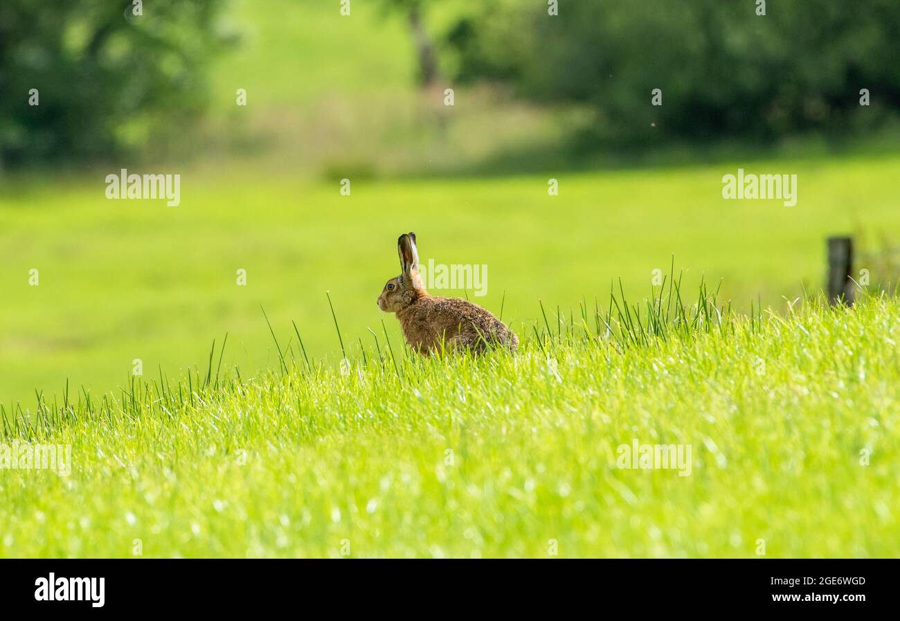 Ein brauner Hase, Whitewell, Clitheroe, Lancashire, Großbritannien Stockfoto