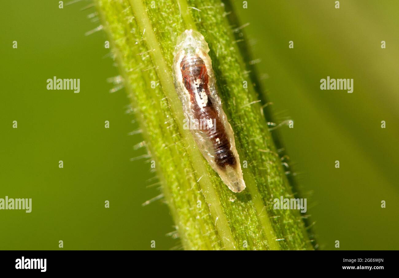 Eine Schwebfliegenlarve in einem Garten, Chipping, Preston, Lancashire, Großbritannien Stockfoto
