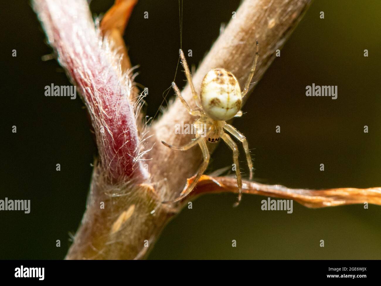 Gewöhnliche Orb-Weberspinne, Chipping, Preston, Lancashire, Großbritannien Stockfoto