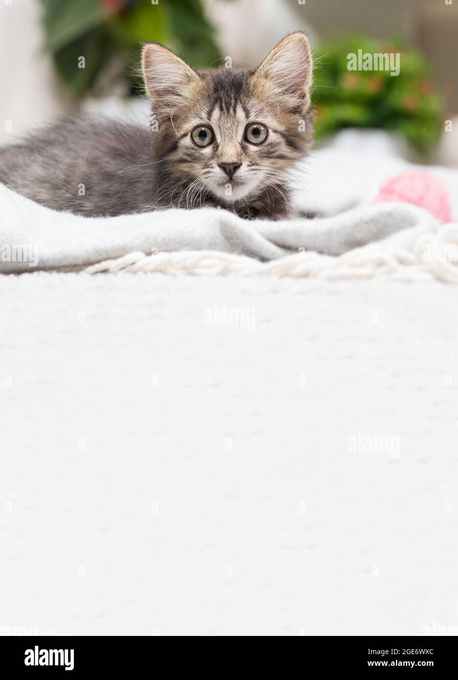 Ein schönes graues gestreiftes Kätzchen sitzt auf einer Decke. Vertikales Banner mit Platz für Text. Stockfoto