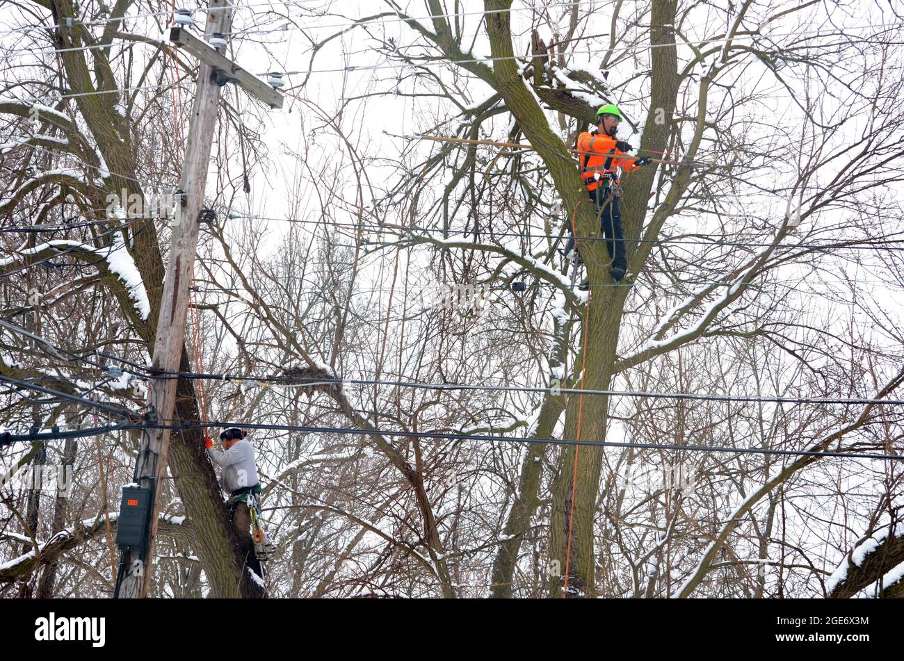 Männer, die in Bäumen arbeiten Stockfoto