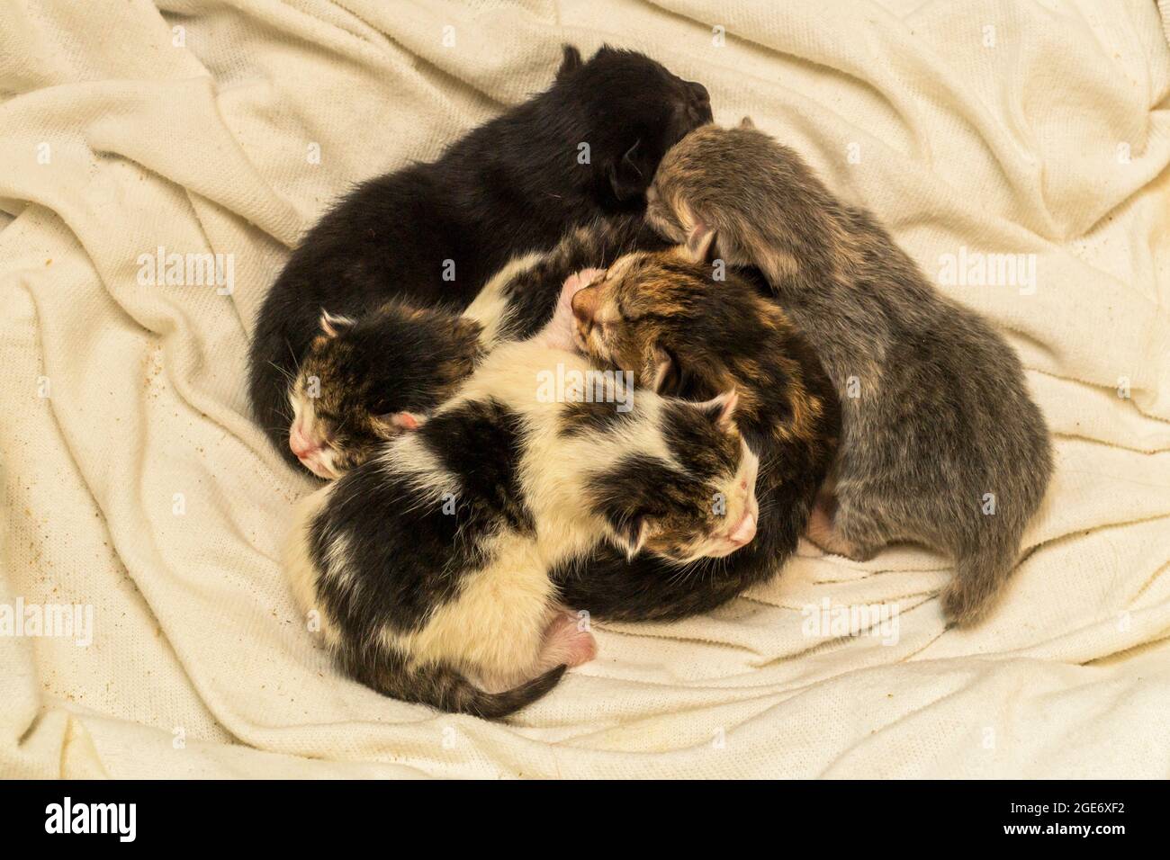 Die Huddle von fünf neugeborenen Kätzchen schläft Stockfoto