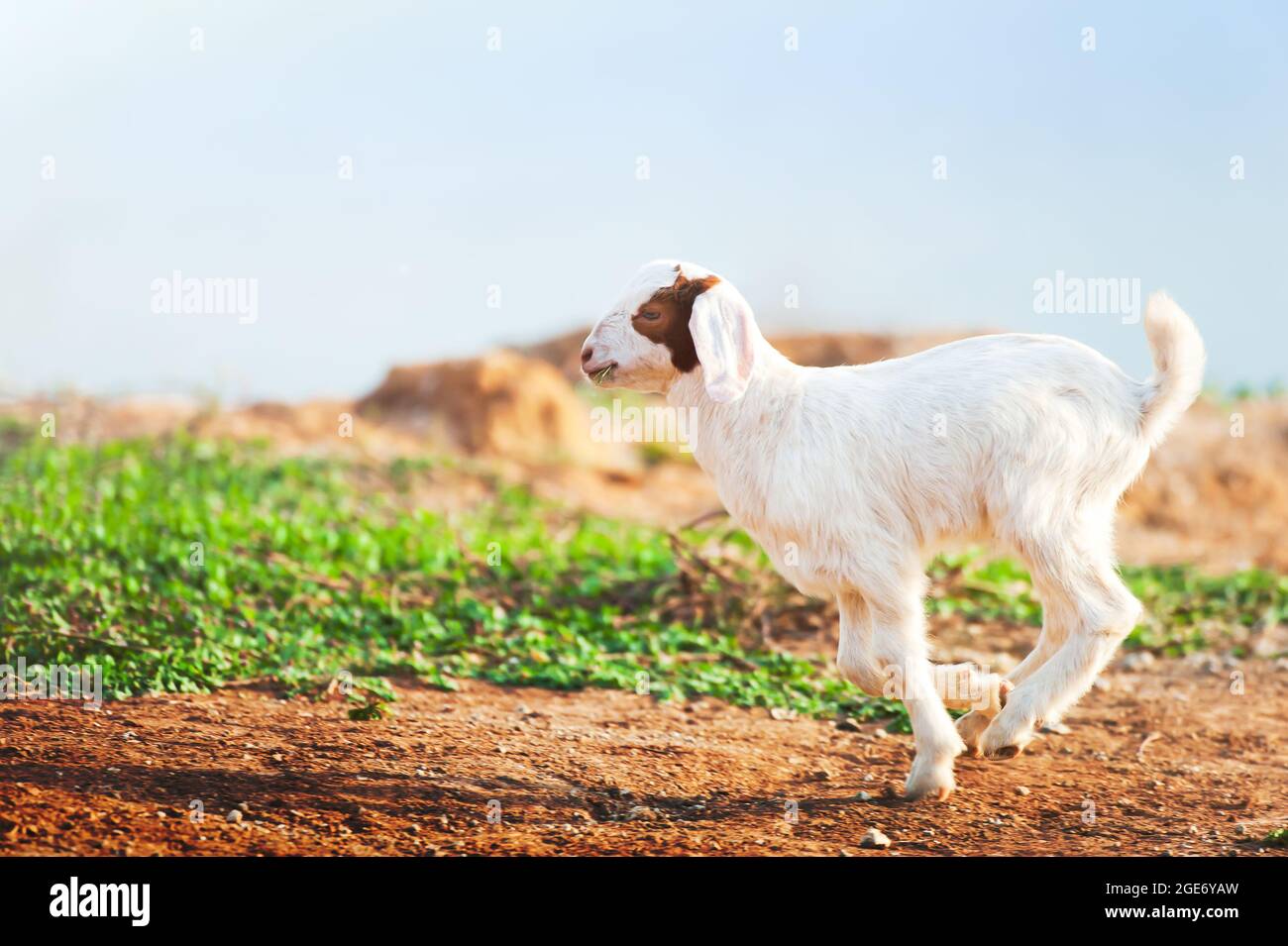 Fröhliches weißes Ziegenkind, das bei Sonnenaufgang auf einer Weide läuft. Inländisches Kind. Ziege auf dem Bauernhof. Ländliche Szene im Sommer. Bewegungsunschärfe. Stockfoto