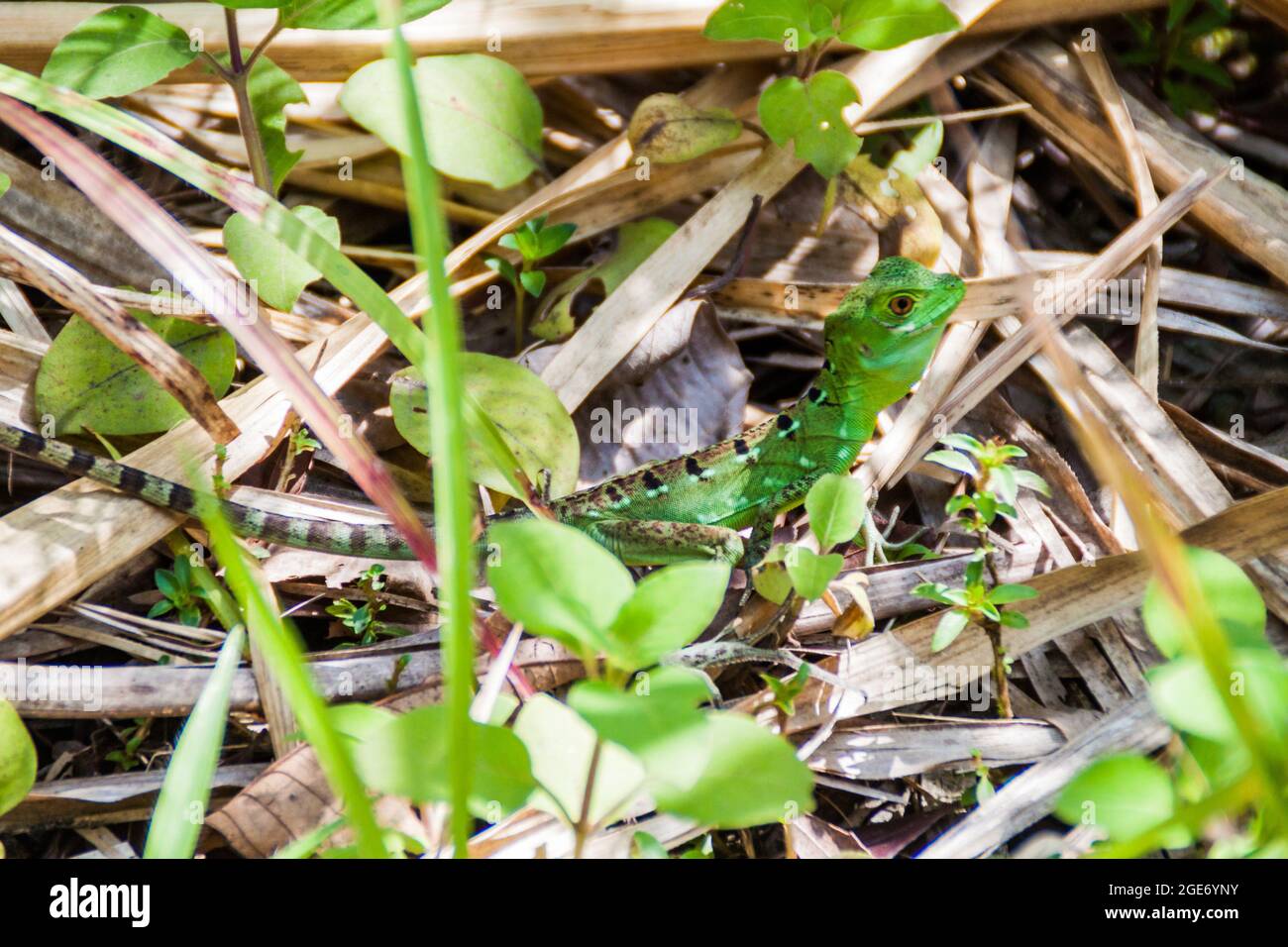 Basilisk Basiliscus plemifrons , auch häufig als der grüne Basilisk im Nationalpark Arenal, Costa Rica Stockfoto