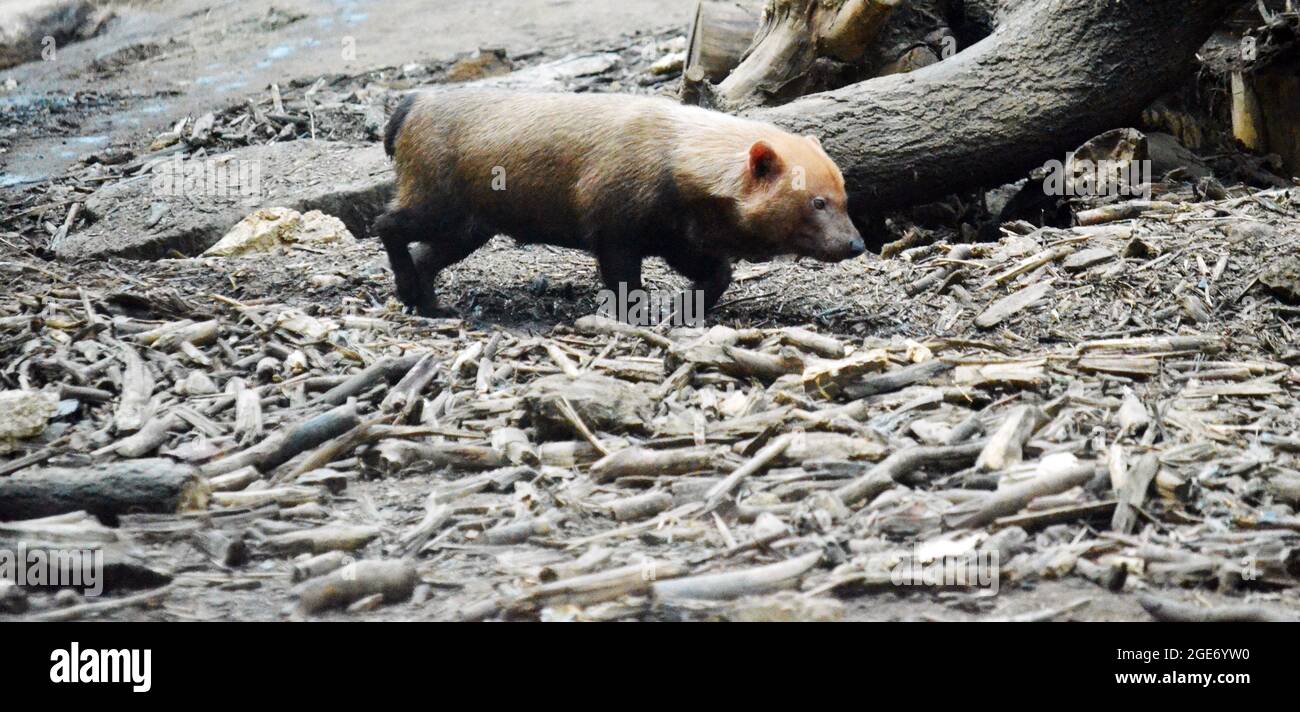 Bush Hund (Speothossogar Venaticus) Stockfoto