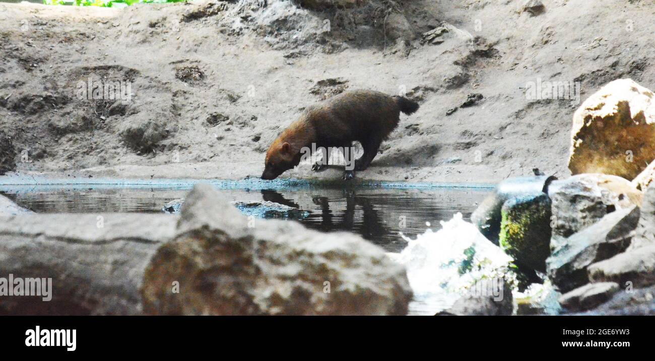 Speothos venaticus Fotos und Bildmaterial in hoher Auflösung Alamy