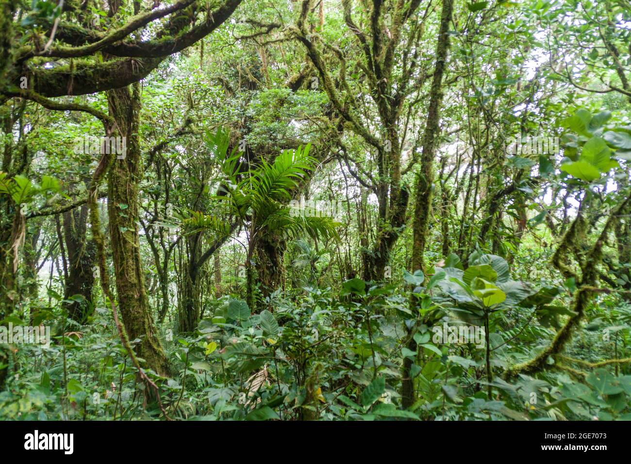 Cloud Forest von Reserva Biologica Bosque Nuboso Monteverde, Costa Rica Stockfoto