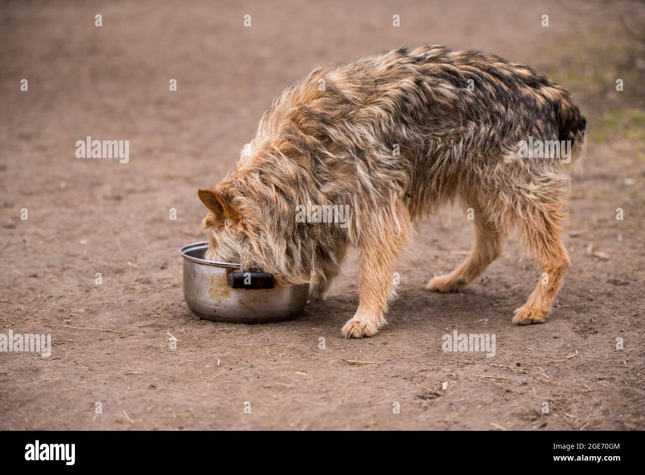 Hungriger Landhund, der Nahrung aus einer eisernen Pfanne isst Stockfoto