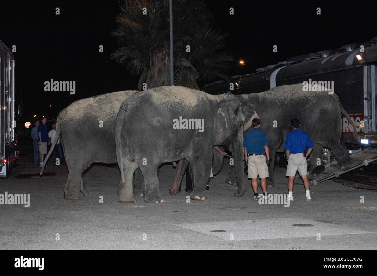 Elefanten der Ringling Bros. Und des Barnum & Bailey-Zirkuszuges versammeln sich auf dem Boden, bevor es zum Showlocation in San Diego, Kalifornien, geht. Stockfoto