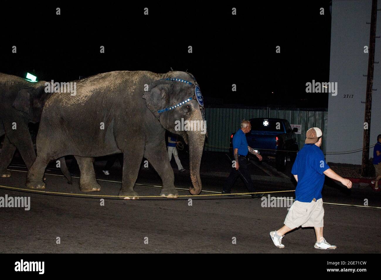Ringling Bros. Und Barnum & Bailey Elefanten laufen nach dem Aussteigen aus dem Zug in San Diego, Kalifornien, zur Show-Location Stockfoto