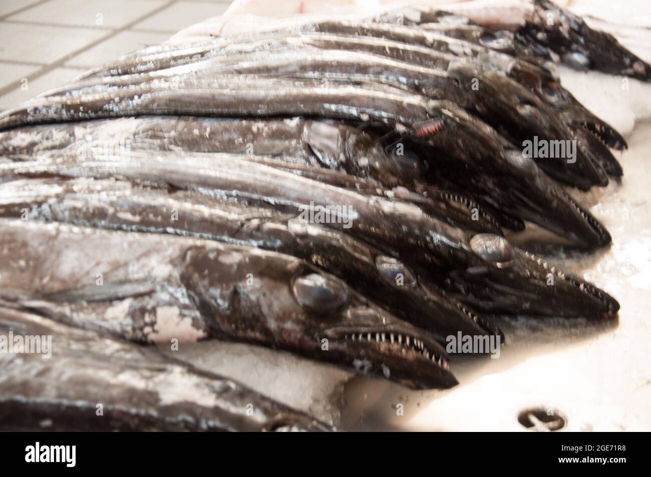 Schwarzer Scheidenfisch, Fischabteilung, Bauernmarkt (Mercado de Lavradrores), Funchal, Madeira, Portugal, Europa Stockfoto