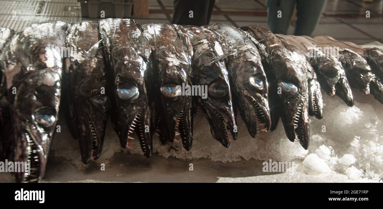 Schwarzer Scheidenfisch, Bauernmarkt, Funchal, Madeira, Portugal, Europa Stockfoto