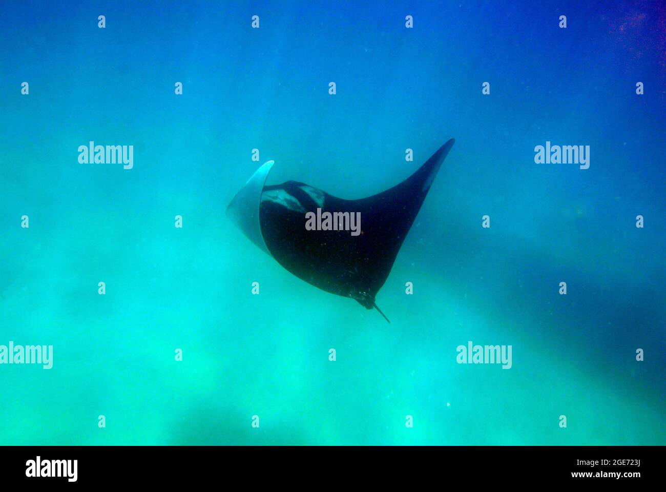 Manta ray schwimmt auf Hawaii Stockfoto