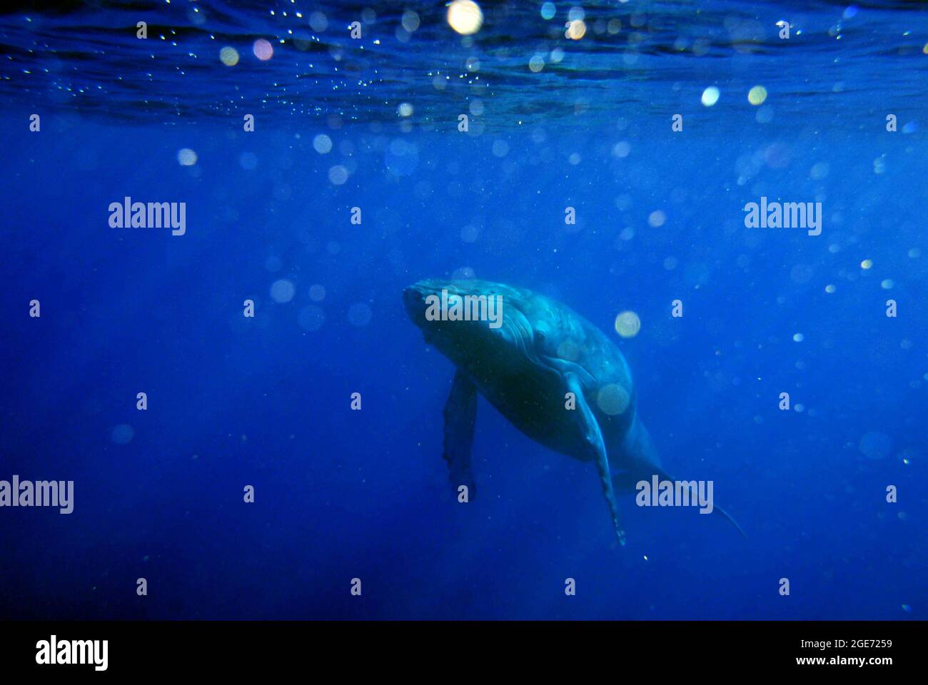 Riesige Blue Whale Schwimmen in Hawaii Stockfoto