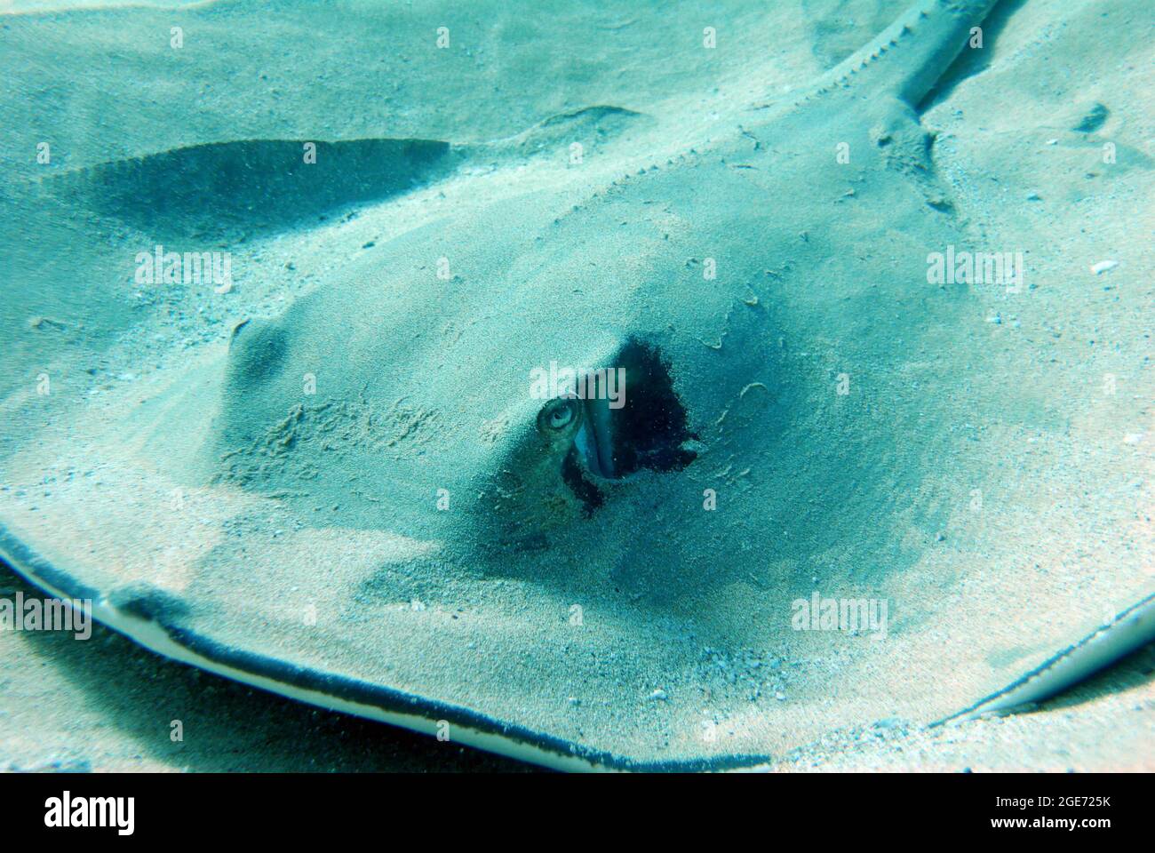 Manta Ray fügt sich in den Meeresboden ein Stockfoto