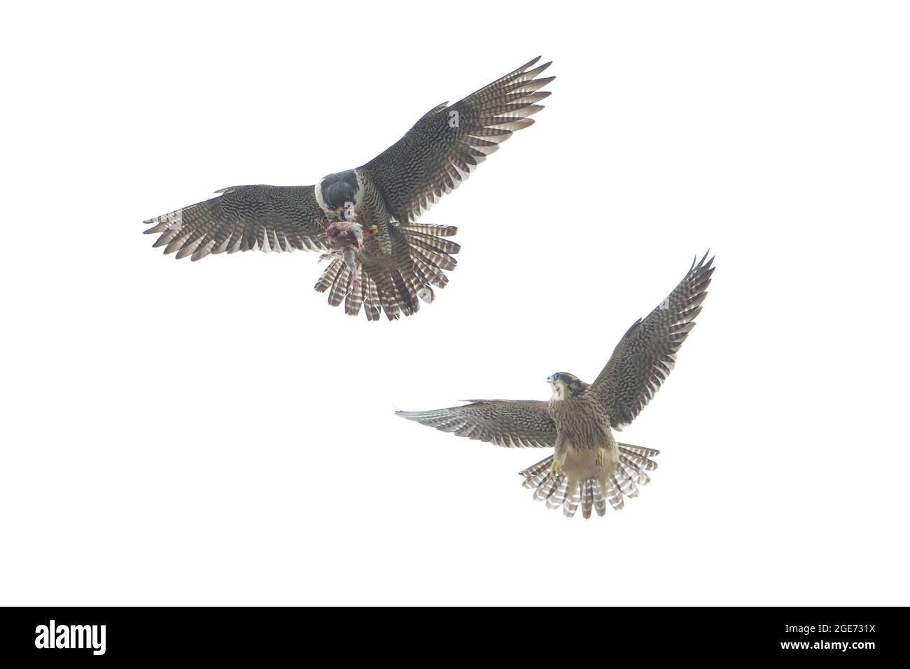 Wanderfalke (Falco peregrinus) Norwich Cathedral GB UK Juni 2021 Versuch, Essen zu geben Stockfoto