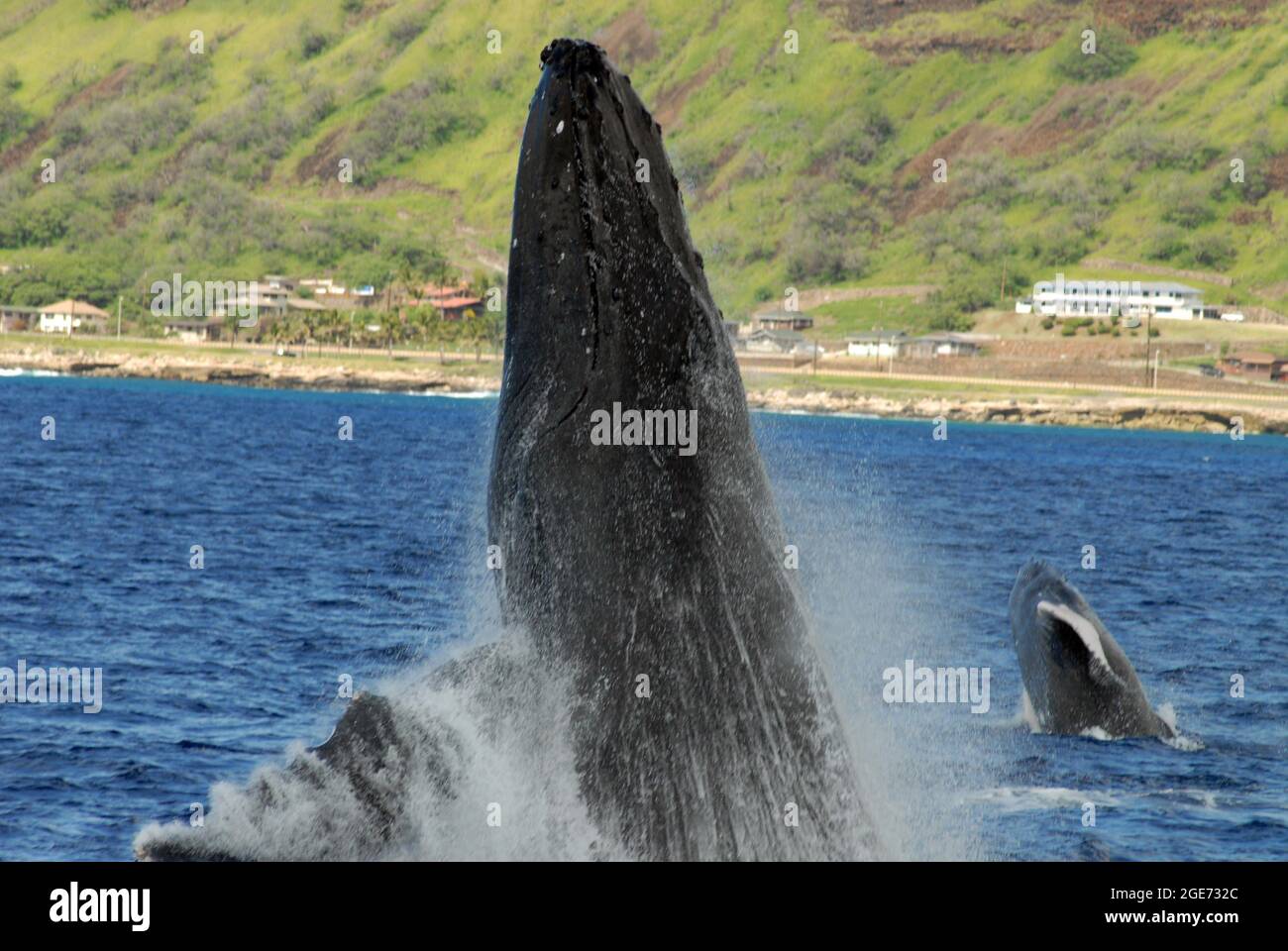 Wale brechen in der Nähe der Küste von Hawaii Stockfoto