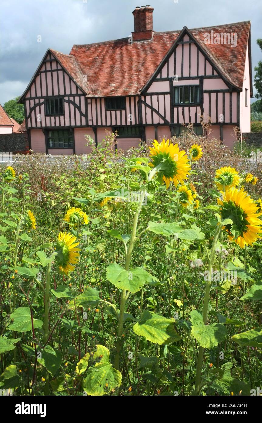 Ein rosafarbenes Bauernhaus in Suffolk, England Stockfoto