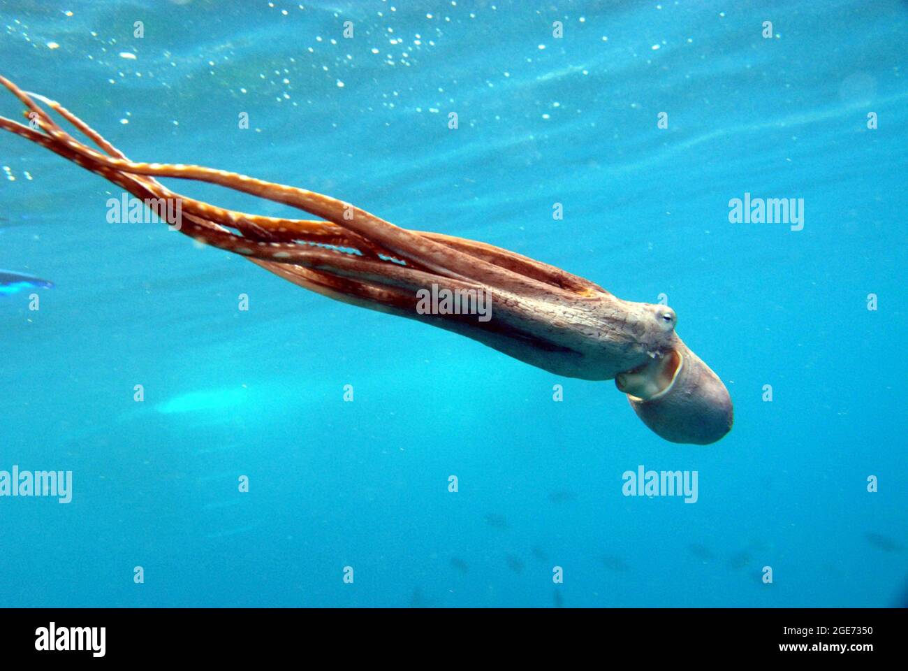 Kleine Kraken schwimmen im Wasser Stockfoto