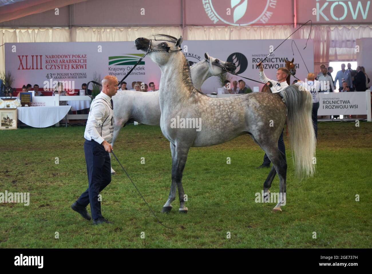 'Pride of Poland 2021' - jährliches Fest der Weltklasse-arabischen Pferde. Als eine lange Tradition wurde das Fest mit der Versteigerung von reinen blutigen arabischen Pferden aus dem Gestüt in Janów Podlaski gefeiert, das einige der schönsten und teuersten reinen gezüchteten arabischen Pferde der Welt beherbergt. Stockfoto