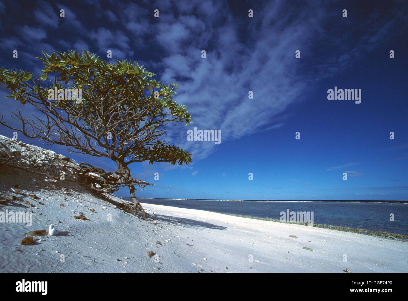 Australien. Queensland. Great Barrier Reef. Lady Elliot Island. Strand mit einmundem Baum. Stockfoto