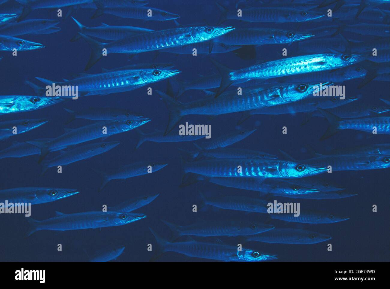 Australien. Queensland. Unterwasserwelt. Fische. Barracuda-Schwarm mit Pickhandle. (Sphyraena jello) Stockfoto