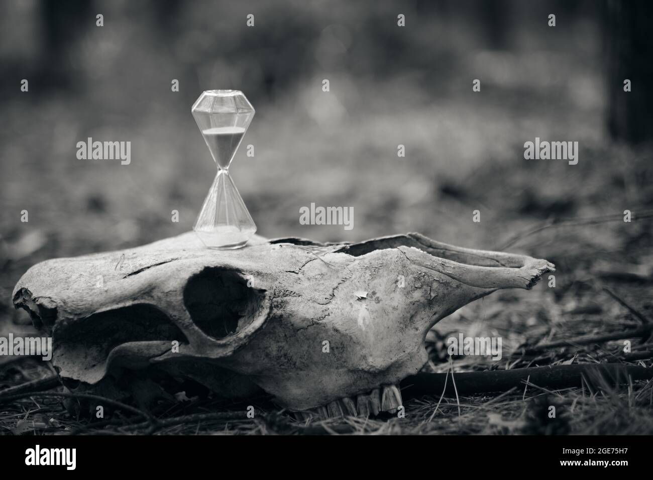 Sanduhr auf dem Schädel des Pferdes, das Konzept der Zeit ist flüchtig. Stockfoto