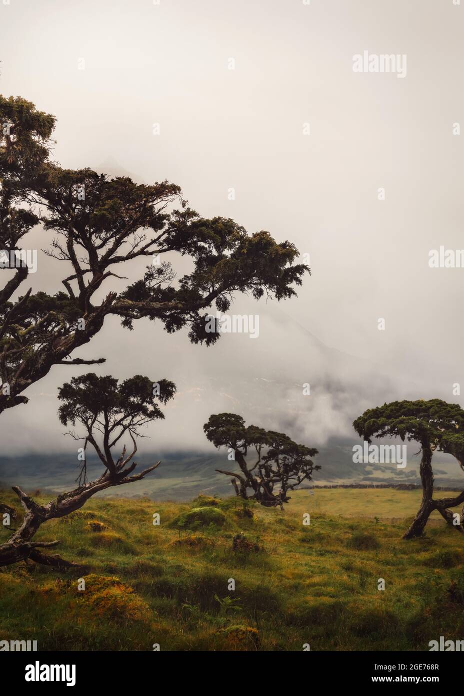 Baum auf der Insel Pico auf den Azoren, Portugal, aufgenommen im Sommer 2021, nachbearbeitet unter Verwendung von Belichtungsreihenanschichtungen Stockfoto