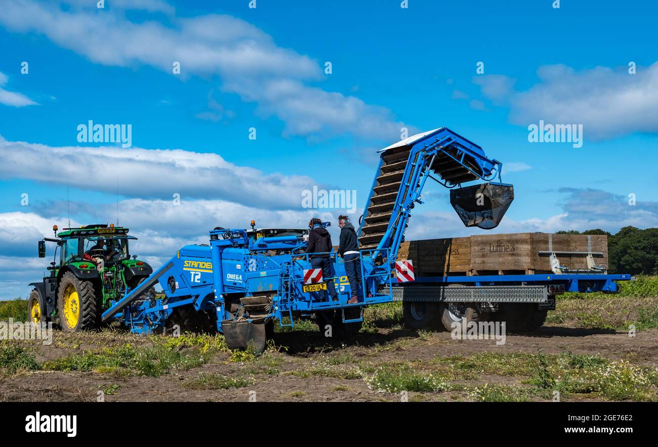 East Lothian, Schottland, Vereinigtes Königreich, 17. August 2021. Wetter in Großbritannien: Landwirtschaftliche Nutzpflanzen bei Sonnenschein. Luffness Mains Farm erntet Maris Piper Potatoes, die zur Verteilung nach Cambridge geschickt werden. Die Farm fällt es schwer, Landarbeiter für die Ernte zu gewinnen Stockfoto