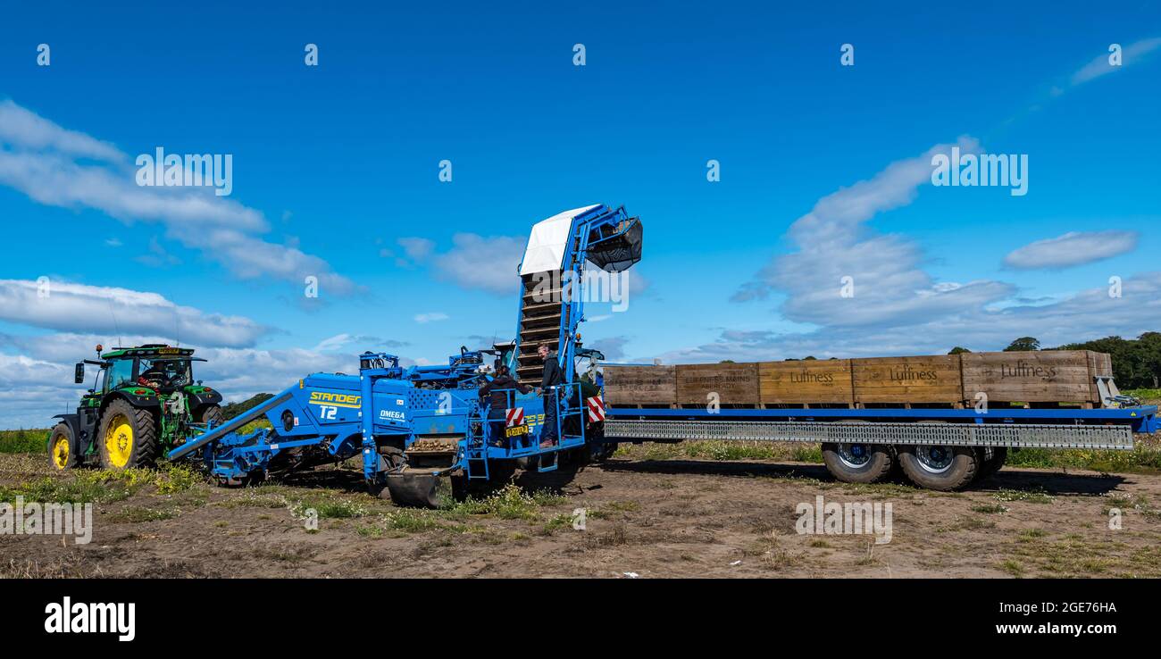 East Lothian, Schottland, Vereinigtes Königreich, 17. August 2021. Wetter in Großbritannien: Landwirtschaftliche Nutzpflanzen bei Sonnenschein. Luffness Mains Farm erntet Maris Piper Potatoes, die zur Verteilung nach Cambridge geschickt werden. Die Farm fällt es schwer, Landarbeiter für die Ernte zu gewinnen Stockfoto