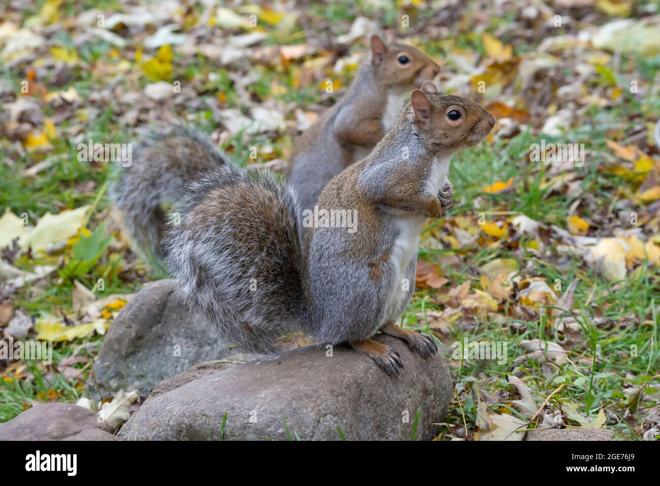 Grauhörnchen (Sciurus carolinensis ) wachsam, Jagd nach Nahrung, Herbst, E USA, von Skip Moody/Dembinsky Photo Assoc Stockfoto