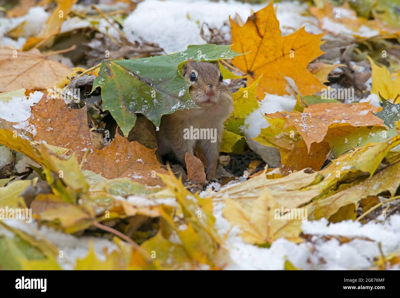 Eastern Chipmunk (Tamias striatus), versteckt unter Herbstblatt auf Waldboden, E USA, von Skip Moody/Dembinsky Photo Assoc Stockfoto