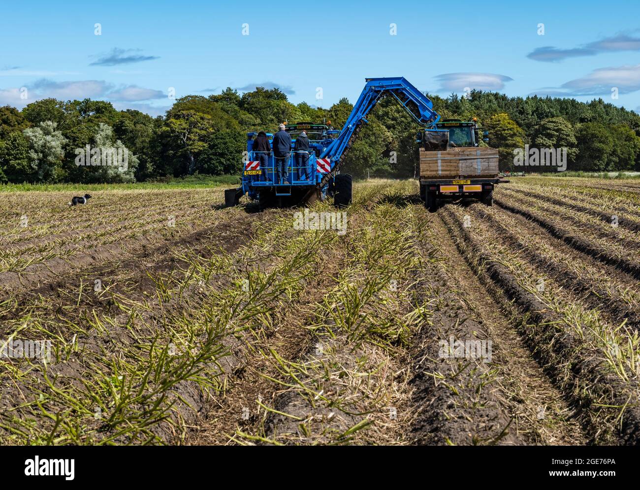 East Lothian, Schottland, Vereinigtes Königreich, 17. August 2021. Wetter in Großbritannien: Landwirtschaftliche Nutzpflanzen bei Sonnenschein. Luffness Mains Farm Harvest Maris Piper Potatoes, die zur Verteilung nach Cambridge geschickt werden, im Bild: Geert Knottenbelt, Betriebsleiterin, überwacht die Ernte, während Kim, ein 9 Monate alter Collie-Welpe, auf ihren Besitzer wartet, der einer der Landarbeiter ist Stockfoto