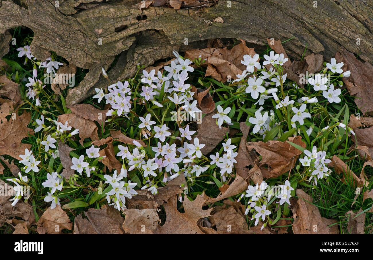 Schmalblättrige Frühlingsschönheit in Blüte, Frühlingswildblumen, E USA, von Skip Moody/Dembinsky Photo Assoc Stockfoto