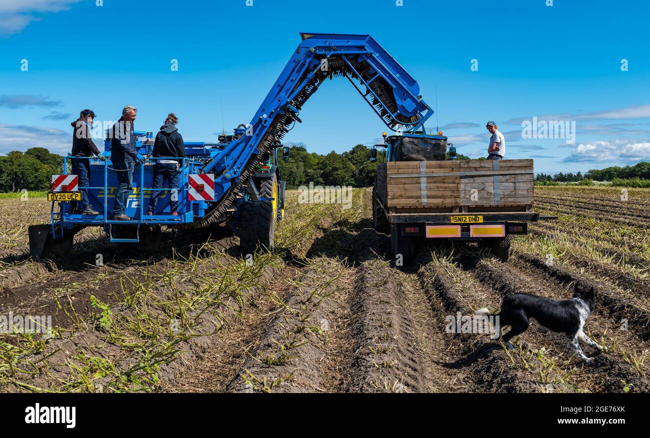 East Lothian, Schottland, Vereinigtes Königreich, 17. August 2021. Wetter in Großbritannien: Landwirtschaftliche Nutzpflanzen bei Sonnenschein. Luffness Mains Farm Harvest Maris Piper Potatoes, die zur Verteilung nach Cambridge geschickt werden, im Bild: Geert Knottenbelt, Betriebsleiterin, überwacht die Ernte, während Kim, ein 9 Monate alter Collie-Welpe, auf ihren Besitzer wartet, der einer der Landarbeiter ist Stockfoto