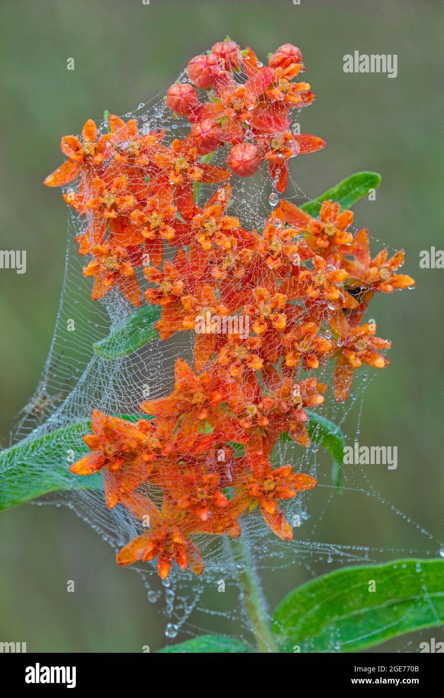 Schmetterlingsmilchkraut (Asclepias tuberosa) in voller Blüte, bedeckt mit taundem Spinnennetz, E USA, von Skip Moody/Dembinsky Photo Assoc Stockfoto