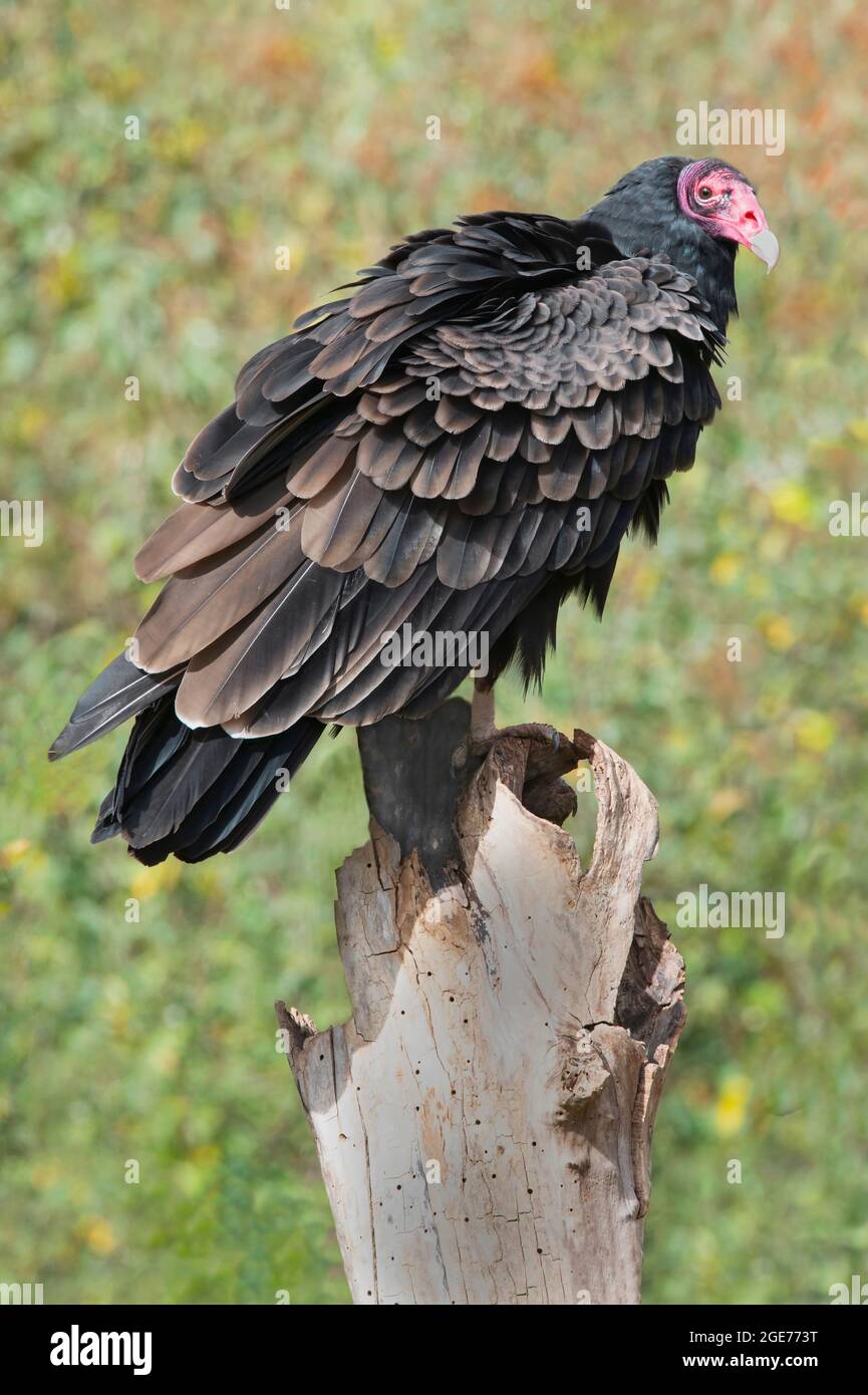 Turkey Vulture (Cathartes Aura), auf einem Stumpf im Feld, Early Autumn, E N. America, von Skip Moody/Dembinsky Photo Assoc Stockfoto