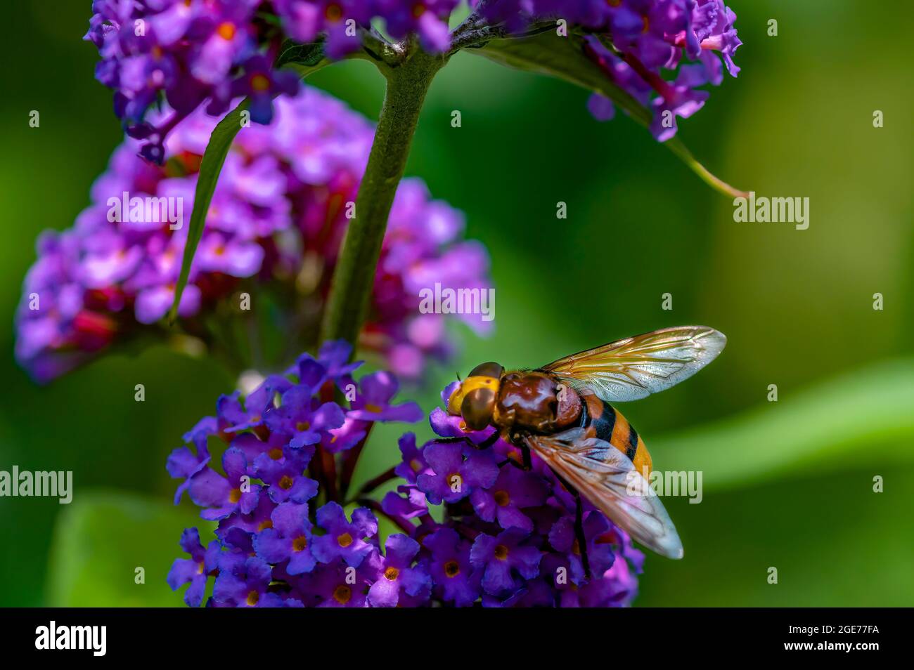 Nahaufnahme schräg oben zu einer Hornet-Mimic Hoverfly (Volucella zonaria) auf Buddleia-Blüten. Stockfoto