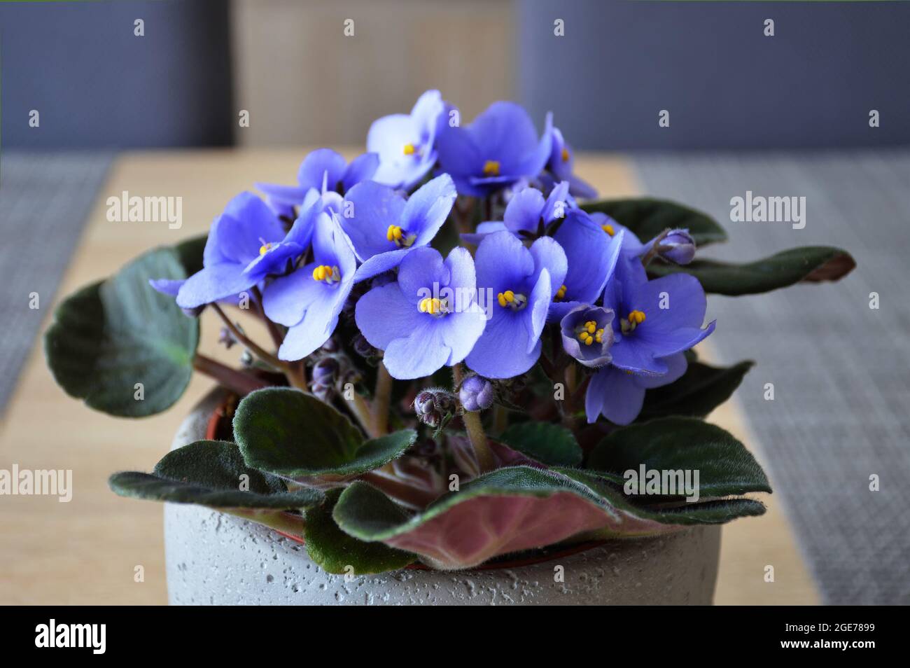 Nahaufnahme von afrikanischen violetten Blüten Stockfoto
