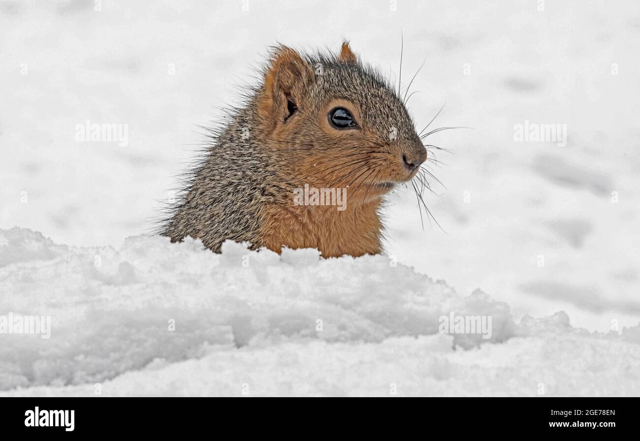 Eastern Fox Squirrel (Sciurus niger), Gathering Food, Winter, E USA, von Skip Moody/Dembinsky Photo Assoc Stockfoto