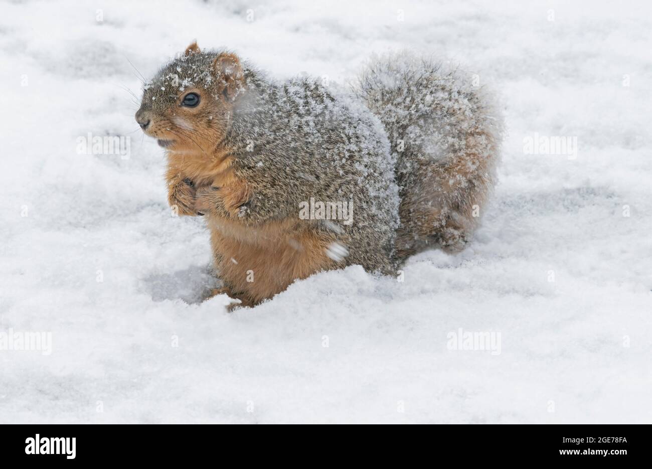 Eastern Fox Squirrel (Sciurus niger), Gathering Food, Winter, E USA, von Skip Moody/Dembinsky Photo Assoc Stockfoto
