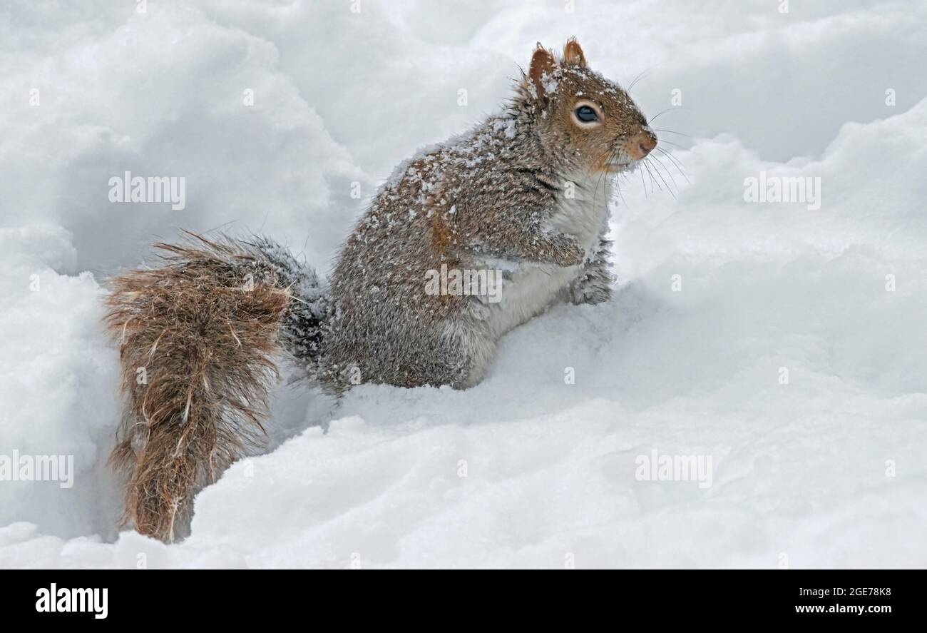 Grauhörnchen (Sciurus carolinensis) im Winter, Jagd nach Nahrung, E USA, von Skip Moody/Dembinsky Photo Assoc Stockfoto