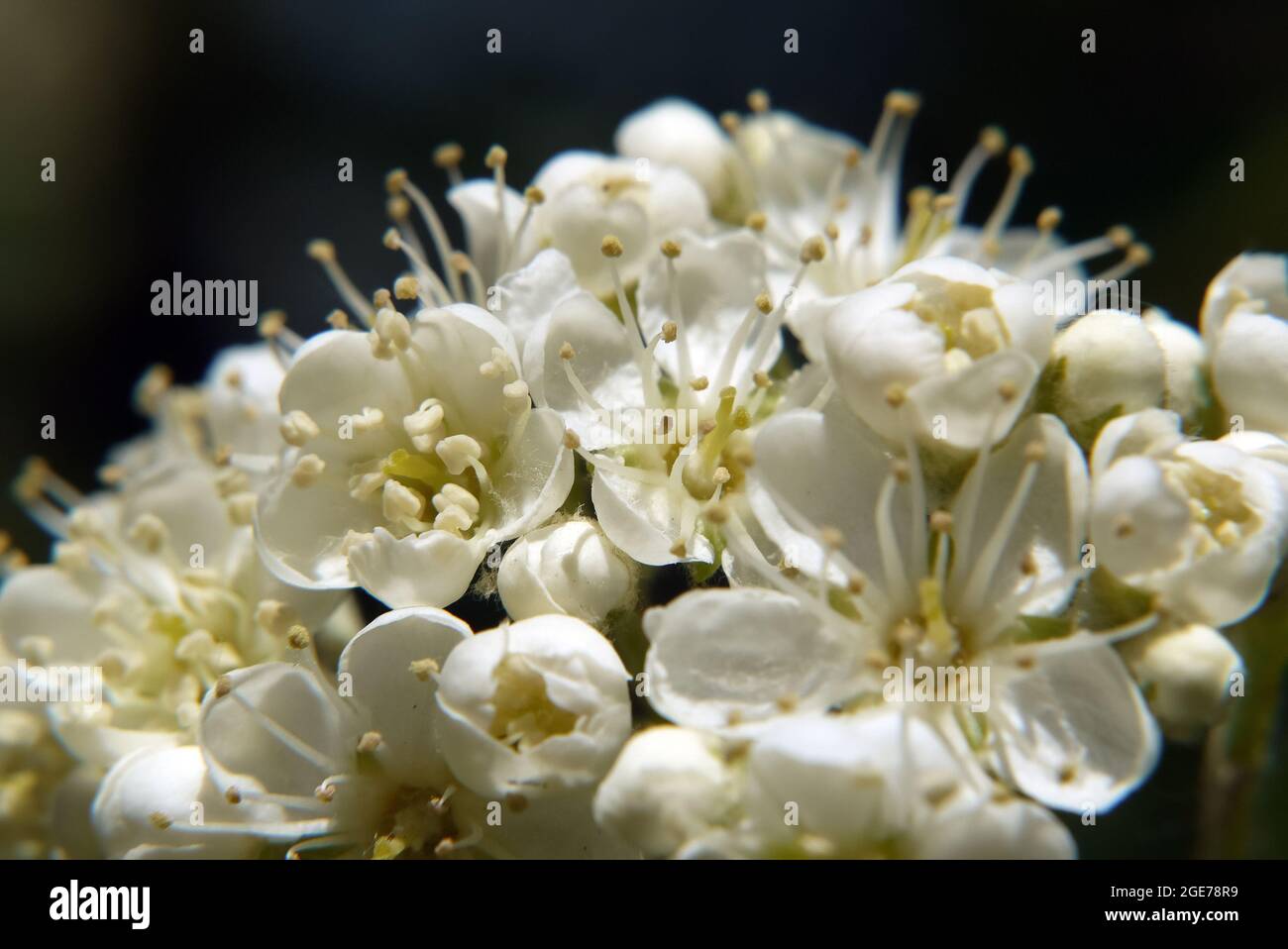 Sorbus, Mehlbeeren, Sorbus borbasii, Borbás-berkenye, Ungarn, Magyarország, Europa Stockfoto