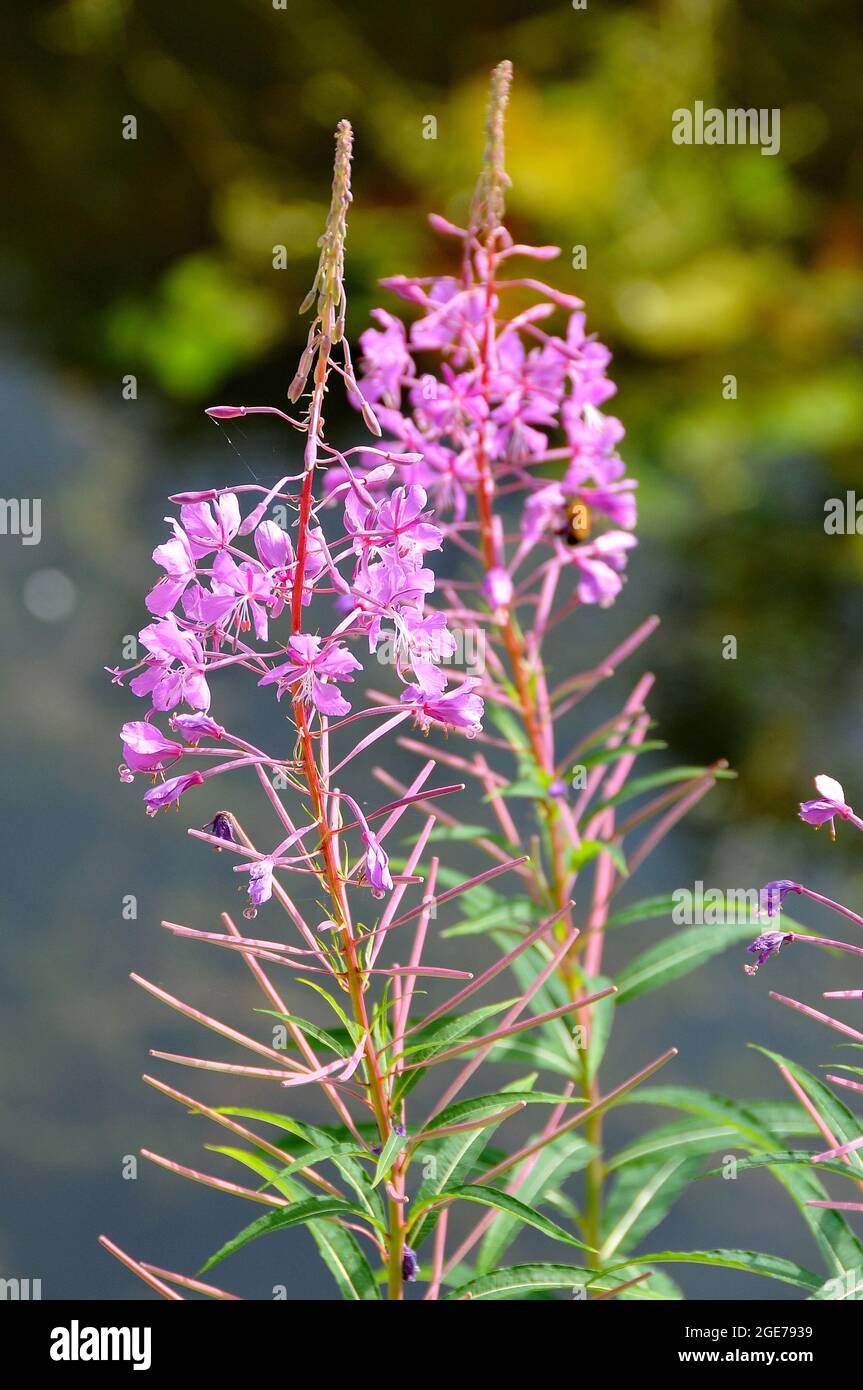 feuerweed, große Weidenweide, Bombweed, Schmalblättriges Weidenröschen, Epilobe en épi, Chamaenerion angustifolium, erdei deréce, Ungarn, Europa Stockfoto