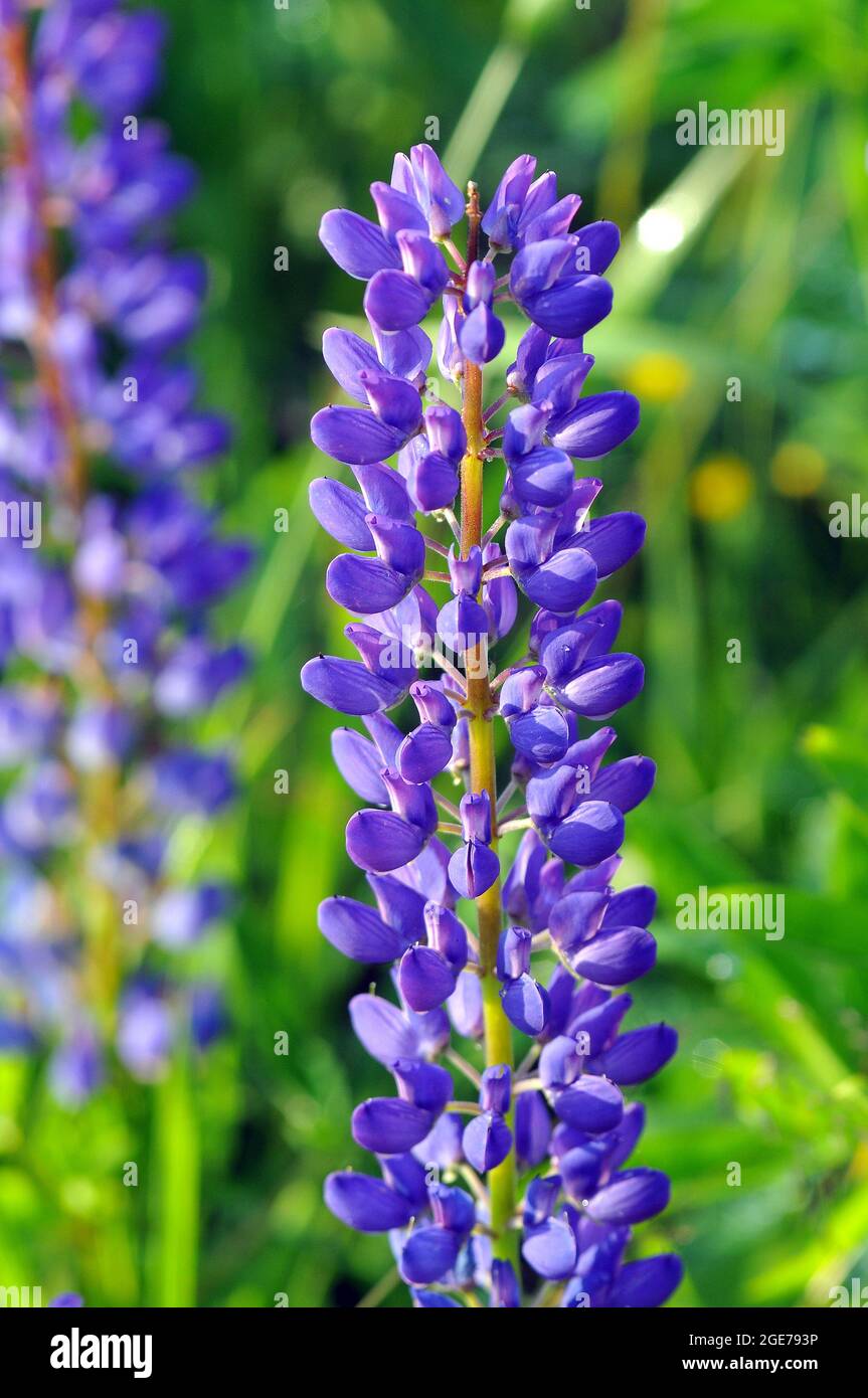 Großblättrige Lupine, großblättrige Lupine, vielblättrige Lupine, Lupinus polyphyllus, erdei csillagfürt, Estland, Europa Stockfoto