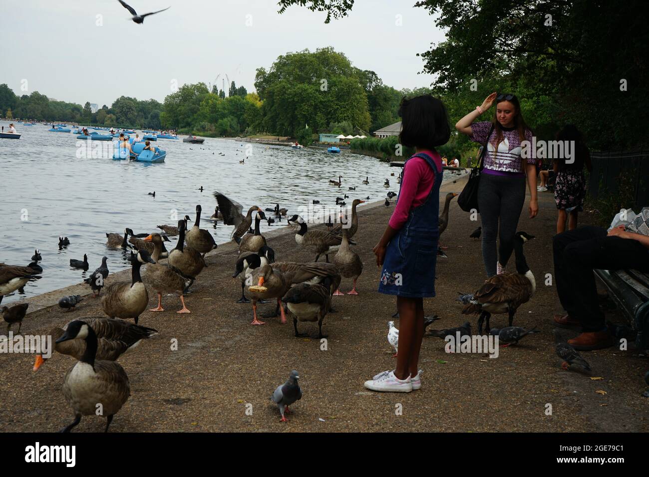 Enten entlang des Serpentine Lake im Hyde Park, London, England, Großbritannien Stockfoto