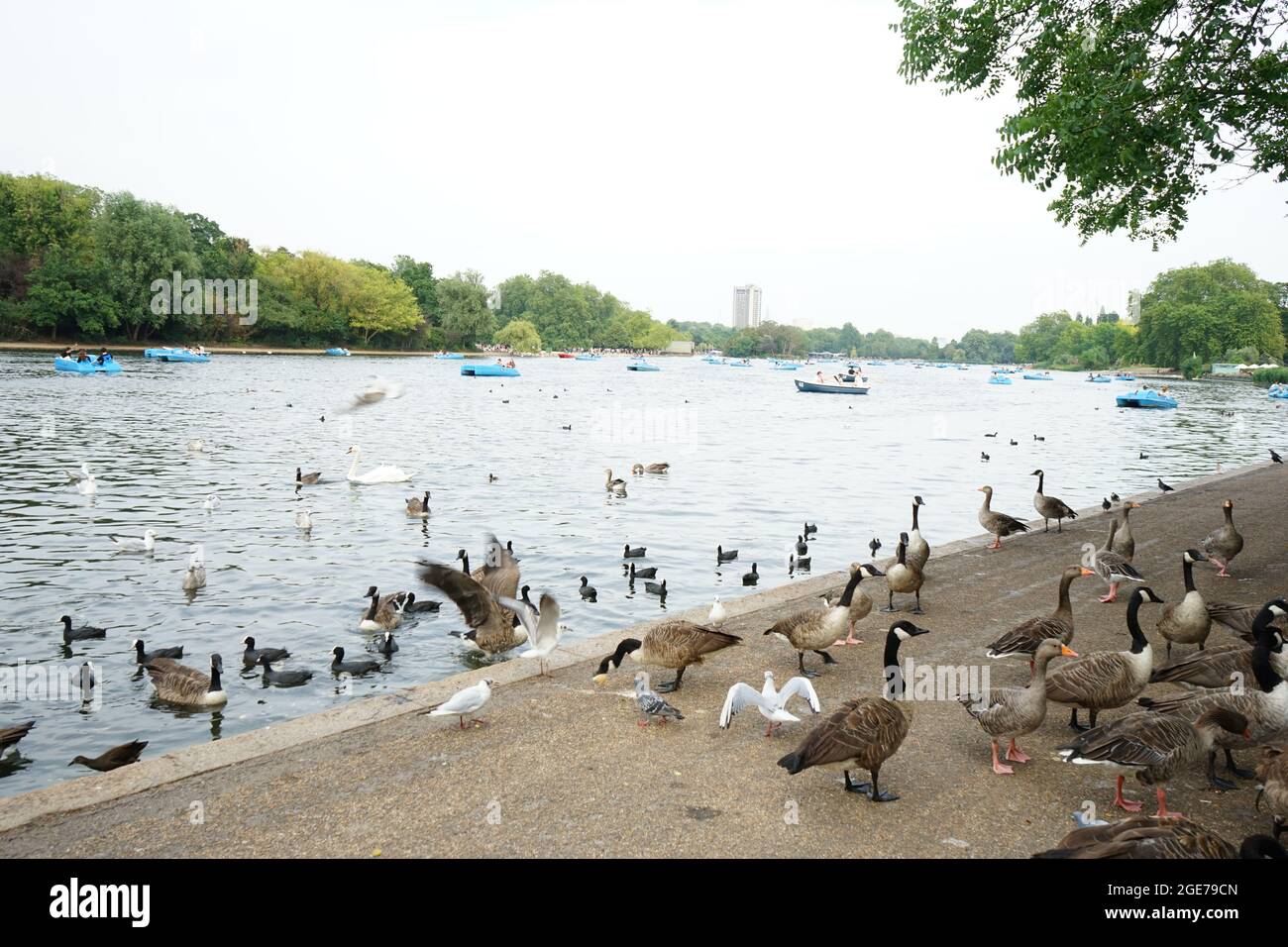 Enten entlang des Serpentine Lake im Hyde Park, London, England, Großbritannien Stockfoto