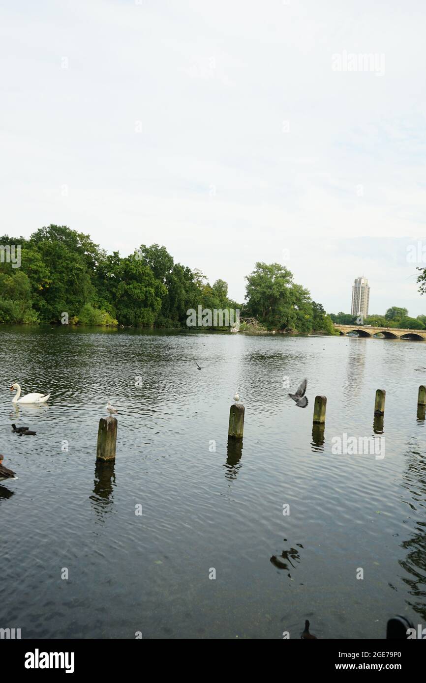 Der Serpentine Lake im Hyde Park, London, England, Großbritannien Stockfoto